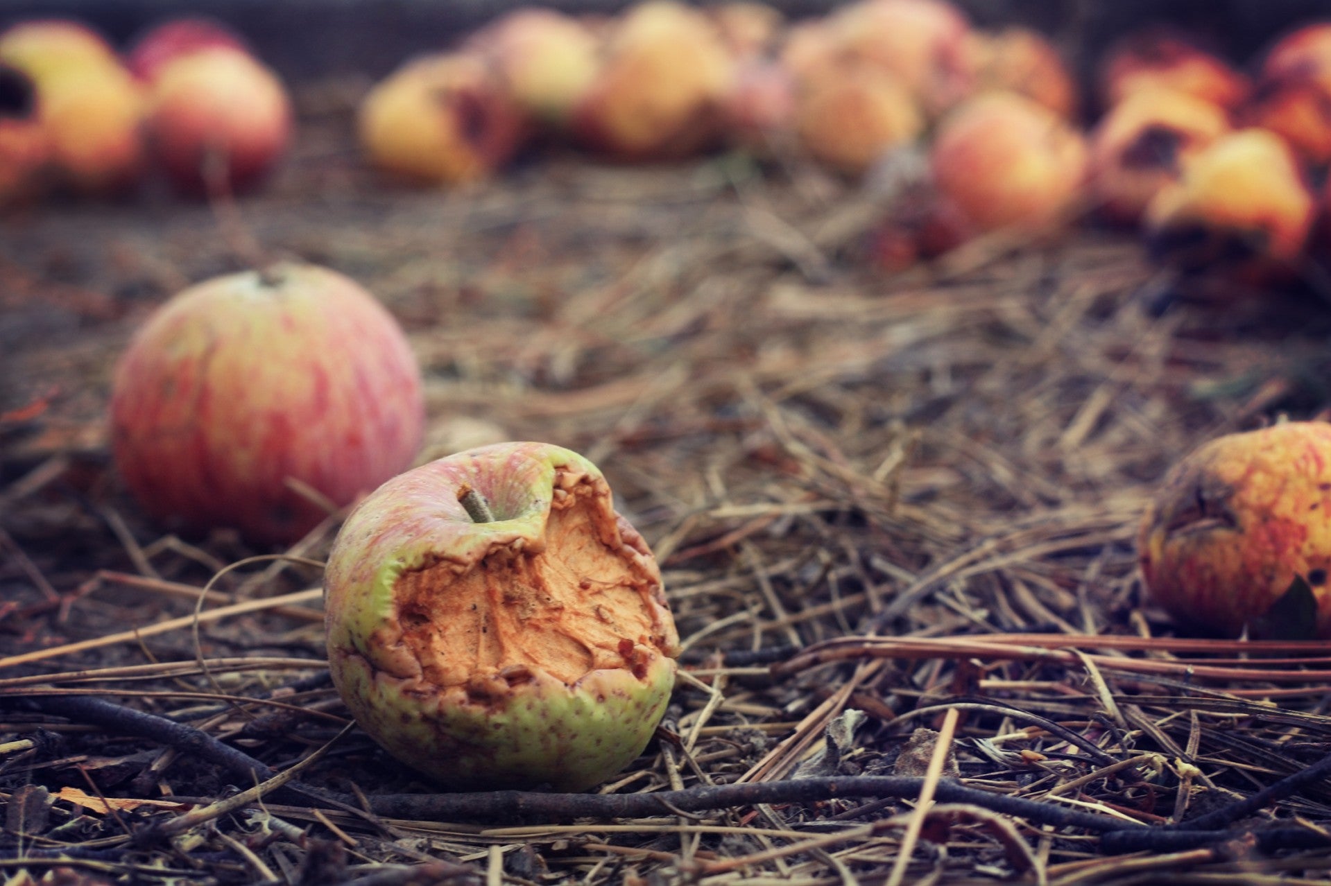 Arctic Apples: A fresh new take on genetic engineering - Science in the News