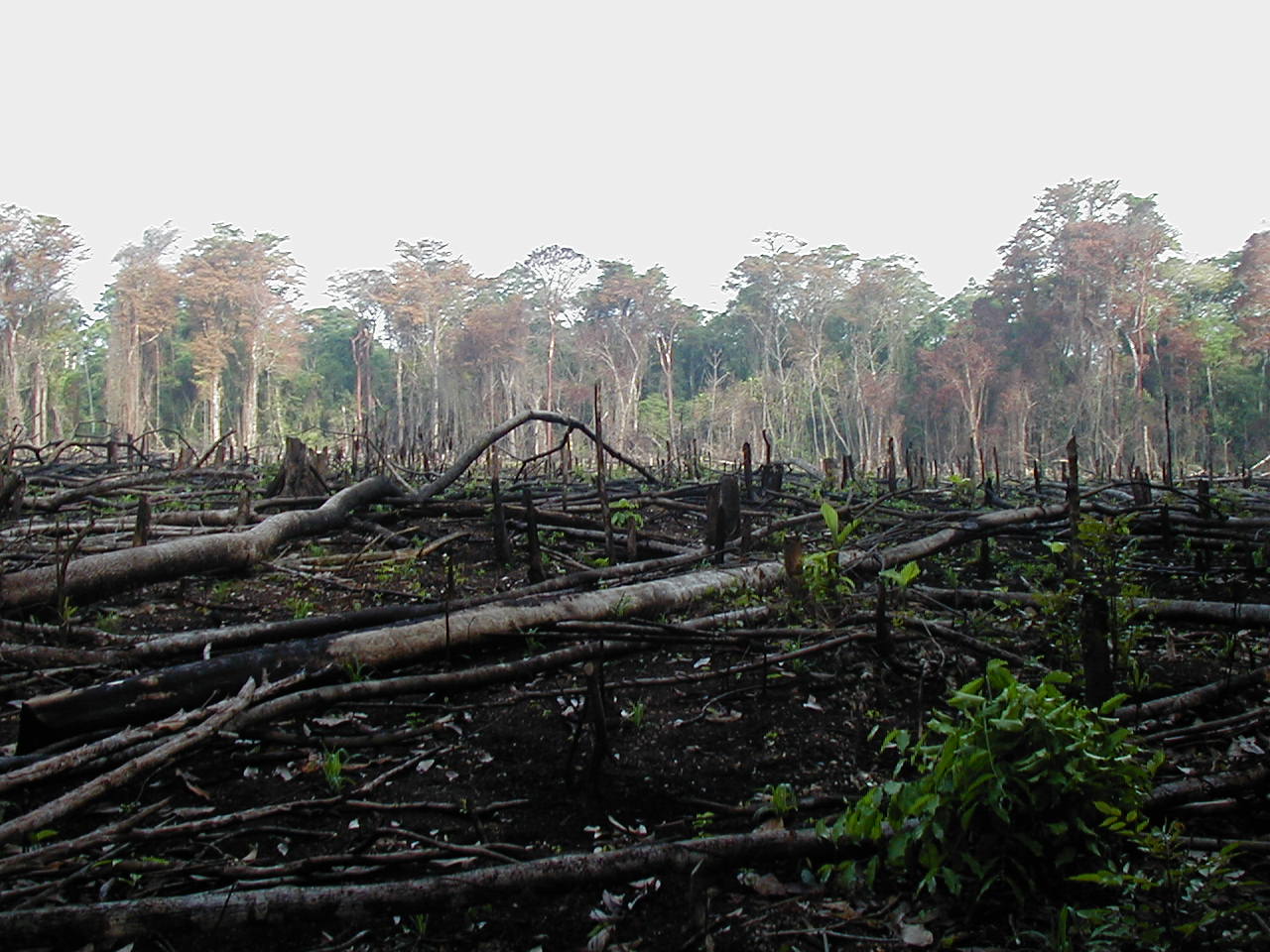 Ten Reasons to Reduce Tropical Deforestation