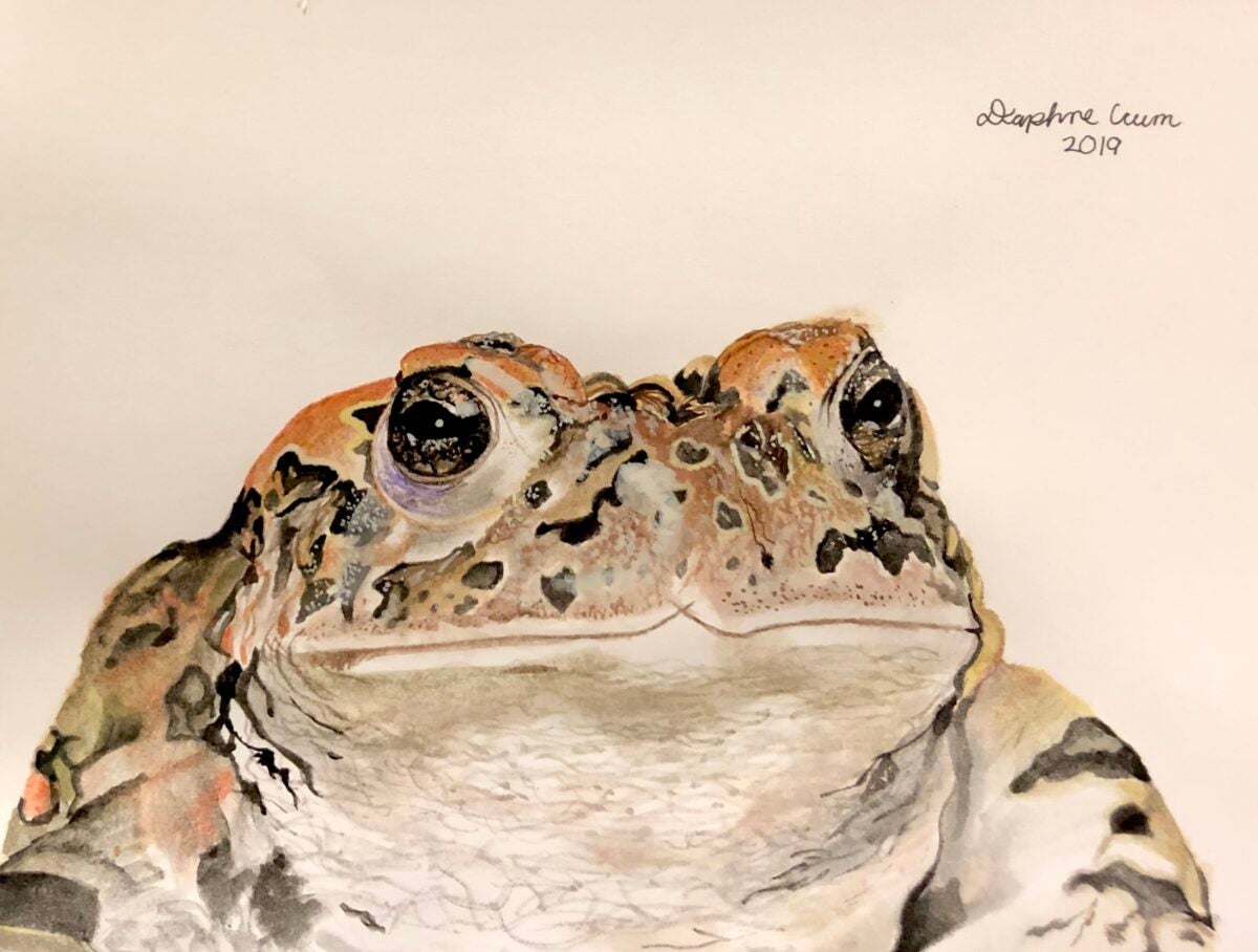 Yosemite Toad Painting – The Aggie Transcript